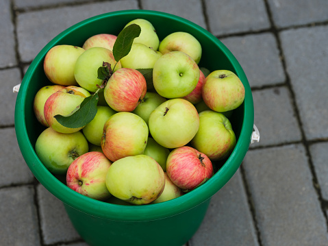 A green bucket full of freshly harvested organic apples standing outdoors