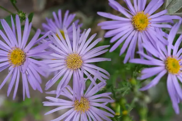 Close up of Aster flowers in garden