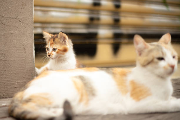 Stray kittens are playing with their mothers on the streets.