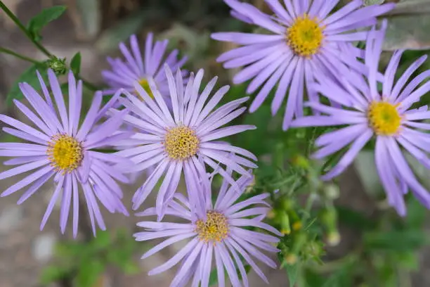 Close up of Aster flowers in garden