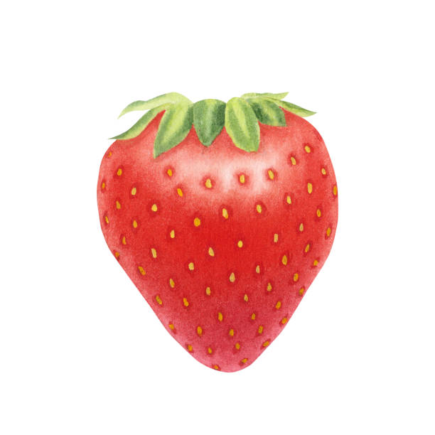 istock Juicy ripe strawberry isolated on white background. Watercolor hand drawn illustration. For advertising, packaging, menus, invitations, business cards, postcards, print 1614507744