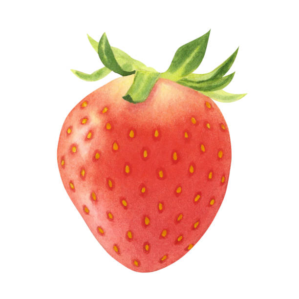 istock Juicy ripe strawberry isolated on white background. Watercolor hand drawn illustration. For advertising, packaging, menus, invitations, business cards, postcards, print 1614510355
