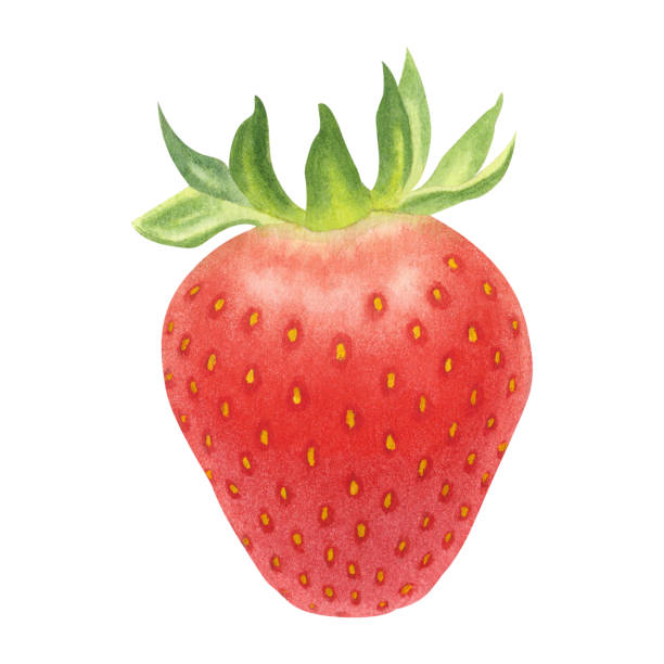 istock Juicy ripe strawberry isolated on white background. Watercolor hand drawn illustration. For advertising, packaging, menus, invitations, business cards, postcards, print 1614510864