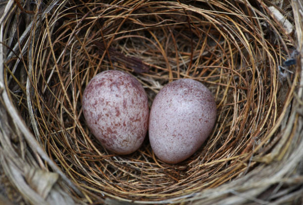 istock bird's nest  with two eggs inside . Bulbul bird 's nest 1614511340