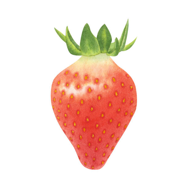 istock Juicy ripe strawberry isolated on white background. Watercolor hand drawn illustration. For advertising, packaging, menus, invitations, business cards, postcards, print 1614511924
