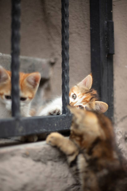 istock Three stray kittens are playing on the street. 1614514606