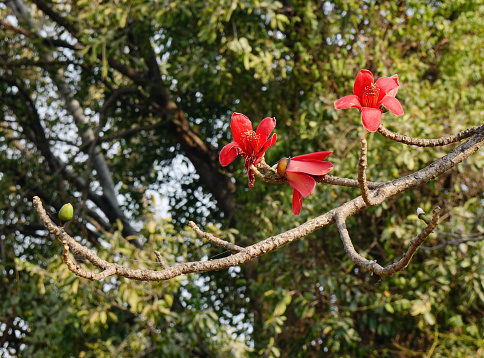 Blossom of the Red Silk Cotton Tree - The Latin name is Bombax Ceiba and it is a popular ornamental tree found in East and South Asia.
