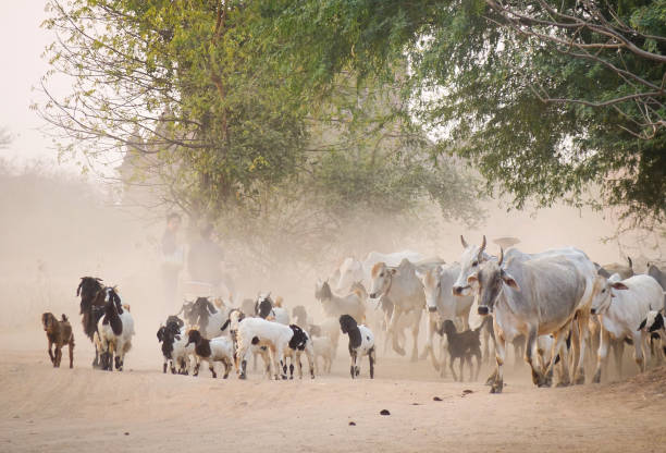 istock Cows walking on dusty road at sunset in Bagan 1614530475