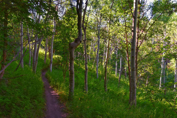 istock Tibble Fork  hiking trail views Lone Peak Wilderness Uinta Wasatch Cache National Forest, Rocky Mountains, Utah. United States. 1614544573