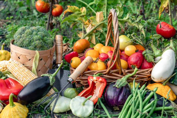 istock Composition of fresh vegetables on blurred vegetable garden background. 1614549923