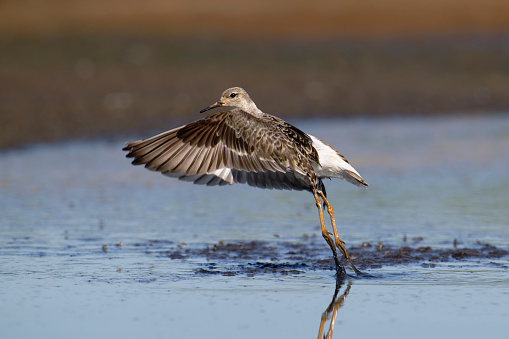 Ruff (Philomachus pugnax)