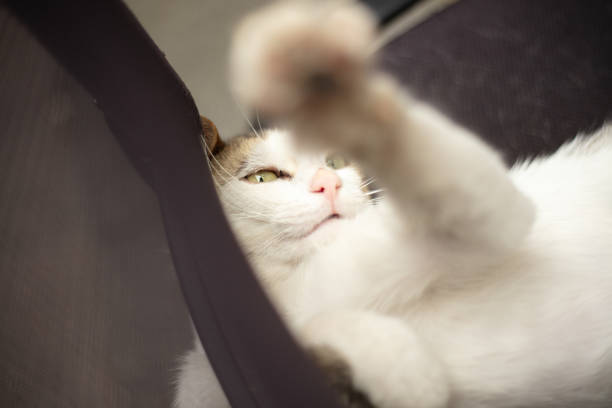 istock White stray cat is sleeping on the chair. 1614559294