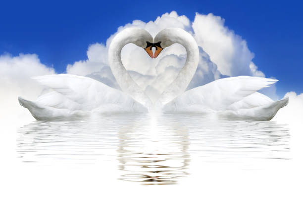 istock Two swans whose necks form the figure of a heart. 1614565176