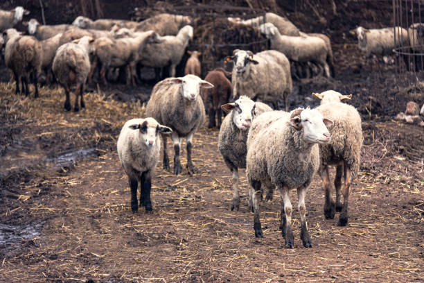 Flock of sheep waiting to go out to graze A flock of sheep is waiting in their fold to go out to graze. It is a dark and cloudy day. The sheepfold is muddy and dirty. meek as a lamb stock pictures, royalty-free photos & images
