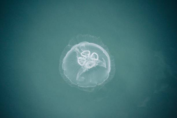 istock Moon Jelly Swimming downwards 1614581712