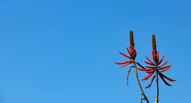 Photo of Red flower with blue sky background