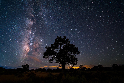 Lone Tree Milky Way and Perseid Meteor Shower - Dark night sky with rotating stars and Milky Way Galaxy during the Perseid Meteor Shower.
