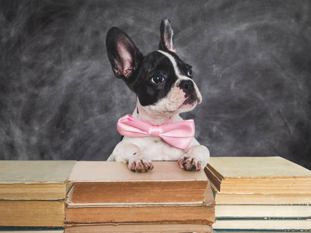 милый щенок и старые книги на фоне классной доски - экзамен уха стоковые фото и изображения