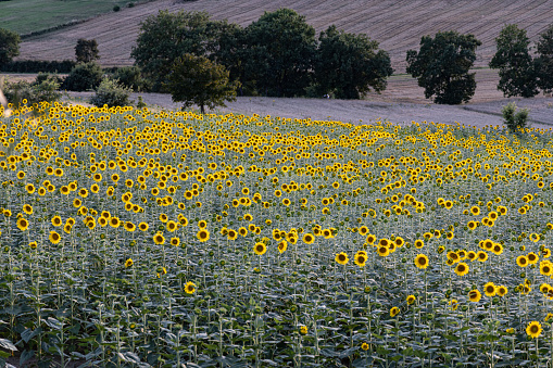 Dawn in the sunflowers field during summer sunset.