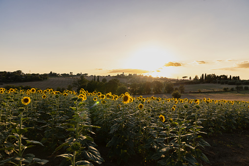 A field of sunflowers in Tuscany at sunset