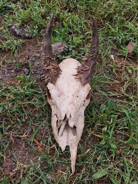 istock Skull of Nilgai 1614649836