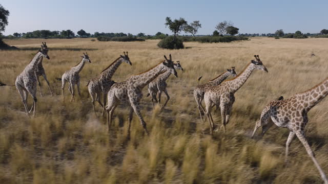Spectacular aerial. Herd of giraffe running across the grassy plains of the Okavango Delta