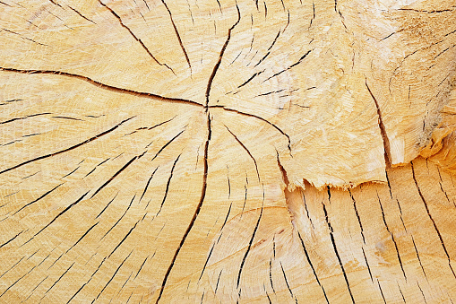 Intricate pattern of cracks in a close-up view of a felled stone pine tree.