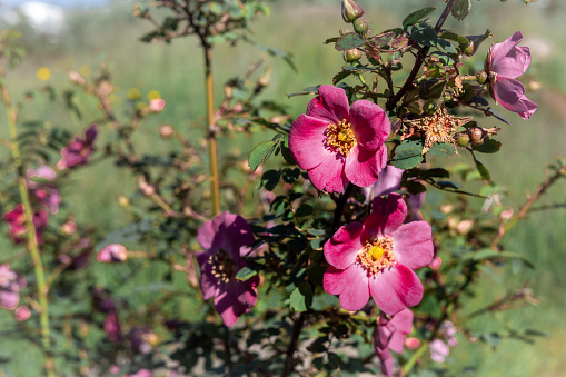 Pink wild rose flowers blooming on the bush in a closeup photo.