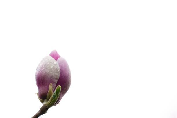 Blooming magnolia tree in the garden behind the house. May 2023, Koszalin, Poland.