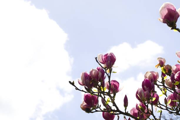 Magnolia flowers blooming in springtime