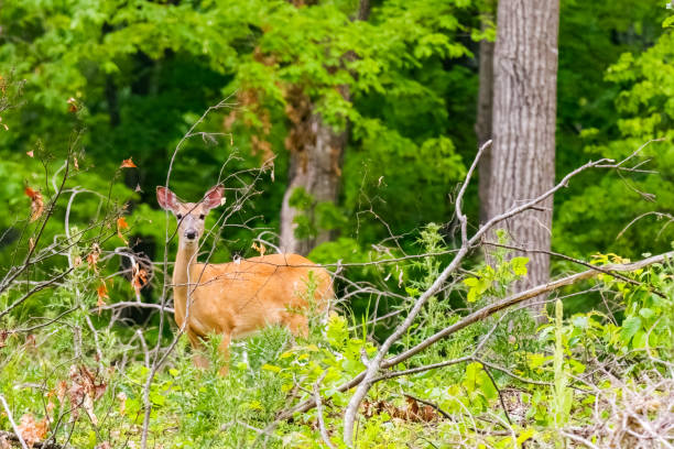 istock A white-tailed deer, a doe, peers through the brush at the camera. 1614690904