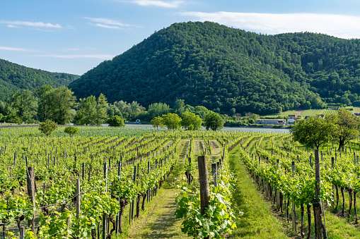 Beautiful landscape of the Wachau Valley in Austria.