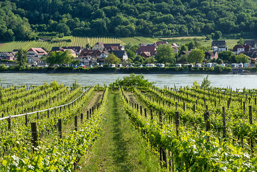 Green Vineyards between Meersburg and Hagnau at the Lake Constance, Germany
