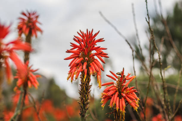 istock Candelabra Aloe in flower 1614691542