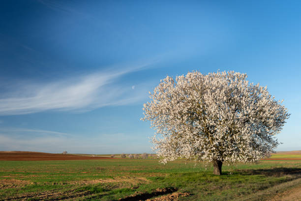 German Spring