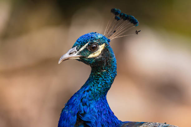 istock Blue peacock with striking blue shimmering head, neck and belly 1614708411