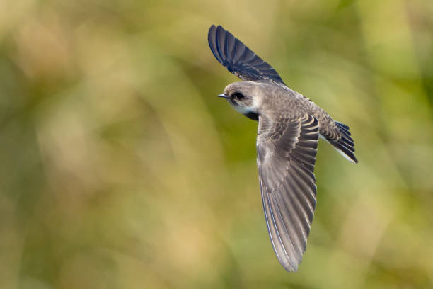 istock Bank Swallow in Flight Past Marsh Grasses 1614712531