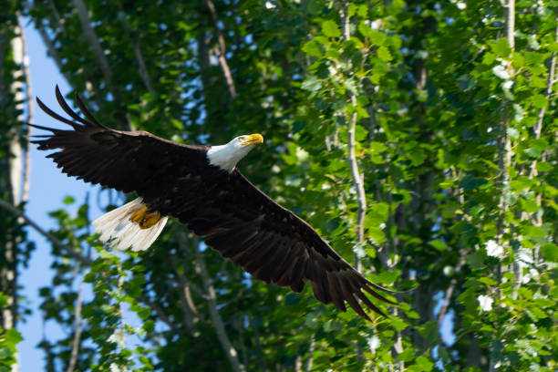 istock Mature Bald Eagle in Flight Landing in Fir Tree 1614713084