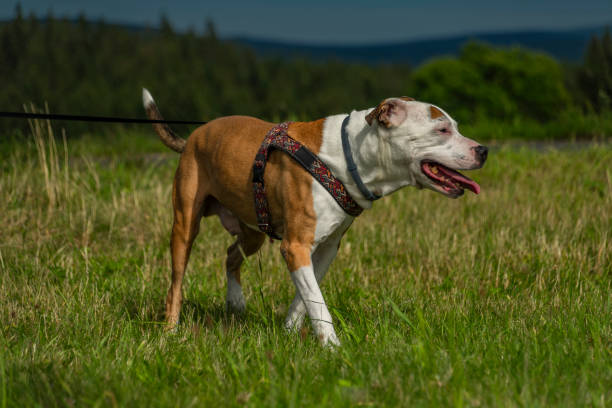 istock Pit bull dog on green fresh summer grass in hot sunny day 1614714232