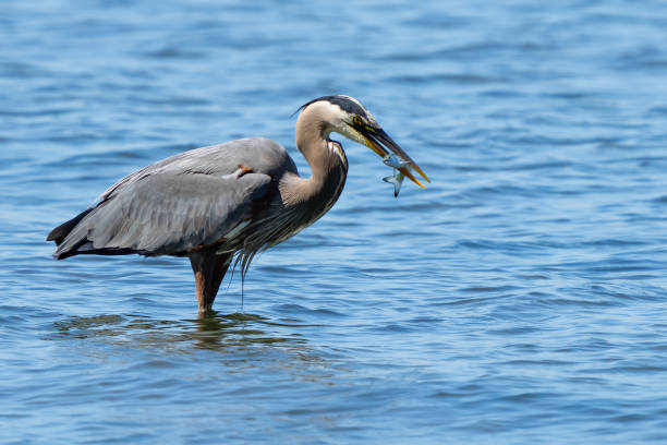 istock Great Blue Heron Snags a Coho Salmon Smolt 1614714254