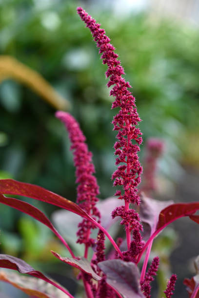 czerwone kwiaty amarantusa w letnim zielonym ogrodzie. amarantus. letnie kwiaty. - amaranthus cruentus zdjęcia i obrazy z banku zdjęć