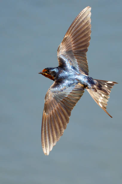 istock Beautiful Blue Barn Swallow in Flight Over Blue Water 1614714813