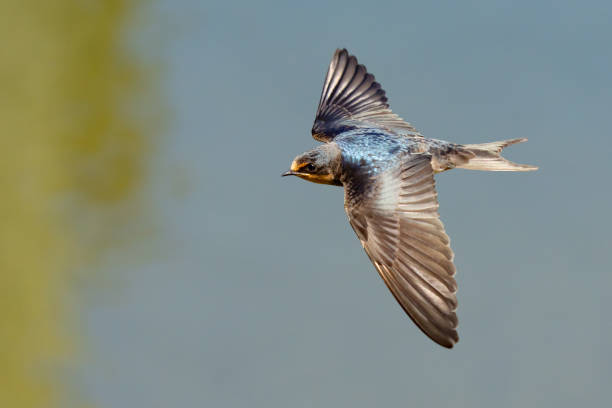 istock Beautiful Blue Barn Swallow in Flight Over Blue Water 1614715325