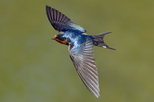 Beautiful Blue Barn Swallow in Flight Over Green Water