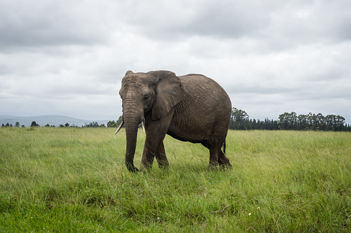 Side View of an African elephant walking on grass