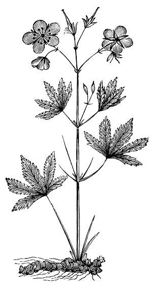 Wild Geranium flower (Geranium maculatum). Vintage etching circa 19th century.