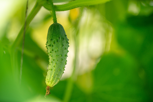 Juicy cucumber ripening in a greenhouse