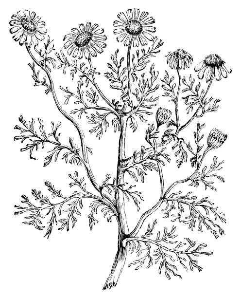 цветок майского сорняка (anthemis cotula) - 19 век - anthemis cotula stock illustrations