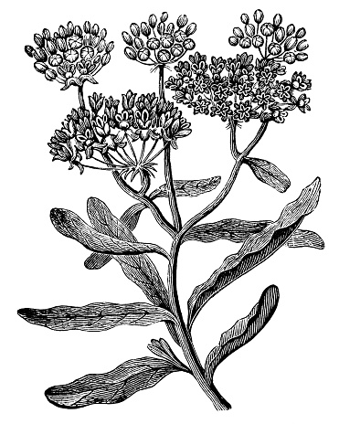 Butterfly Weed flower (Asclepias tuberosa). Vintage etching circa 19th century.
