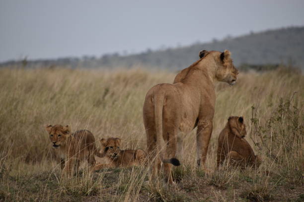 istock Lioness with 3 cubs in Serengeti 1614736327